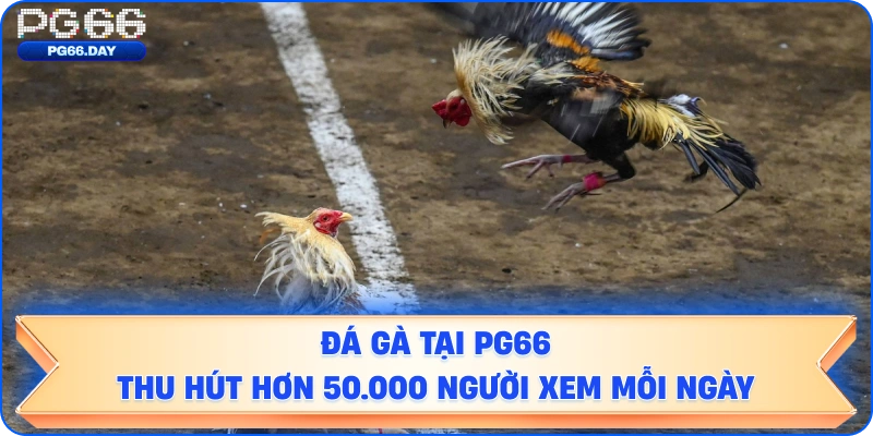  Đá Gà tại PG66 Thu Hút Hơn 50.000 Người Xem Mỗi Ngày